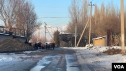 Toshkent viloyati, 22-yanvar, 2023 