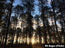 View of the sun rising through the trees at the University of Minnesota's Cloquet Forestry Center.