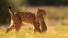 Wild Cat Is Back from Near Extinction
