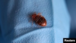 FILE - A bed bug is seen on a glove of a biocide technician from the company Hygiene Premium in L'Hay-les-Roses, near Paris, France, Sept. 29, 2023.