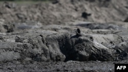 Stranded hippos are seen in the mud of a dried up channel near the Nxaraga village in the Okavango Delta on the outskirts of Maun, Botswana, April 25, 2024.