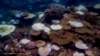 Warming oceans hit coral reefs with 4th massive bleaching event, NOAA says