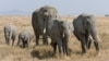 A herd of African bush elephants in the Serengeti In Tanzania. Wildlife animal researchers say it appears that larger animals like elephants rarely get cancer, but the reasons why are not yet known. (Courtesy: Ikiwaner/Wikimedia Commons, 2010)