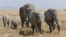 A herd of African bush elephants in the Serengeti In Tanzania. Wildlife animal researchers say it appears that larger animals like elephants rarely get cancer, but the reasons why are not yet known. (Courtesy: Ikiwaner/Wikimedia Commons, 2010)