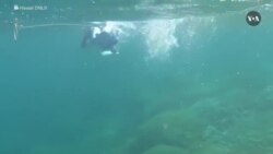 VOA Asia Weekly: Historic Coral Bleaching Warning from US Scientists 