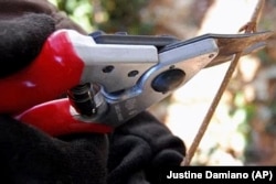 FILE - This 2016 image provided by Justine Damiano shows a small branch being pruned in a garden in Long Island, New York. (Justine Damiano via AP)
