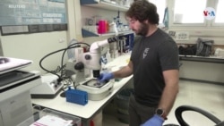 Científicos desarrollan un modelo de embrión humano sin óvulos ni espermatozoides