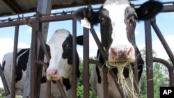 FILE - Cows are pictured at a University of Vermont dairy farm, July 23, 2020, in Burlington. The U.S. Food and Drug Administration said April 25, 2024, that more testing was required to determine whether a live bird flu virus was still intact in milk samples taken nationwide. 