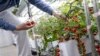 FILE - Yin Zhongchao, senior principal investigator, pulls tomatoes growing on a vine at Temasek Lifesciences Laboratory in Singapore, July 17, 2023. 