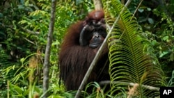 Seekor orangutan memanjat pohon di Pusat Penyelamatan dan Rehabilitasi Orangutan Samboja Lestari milik BOSF (Borneo Orangutan Survival Foundation), dekat lokasi pembangunan IKN di Samboja, Kalimantan Timur, 9 Maret 2023. (Foto: AP)