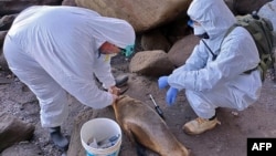 FILE - Researchers take samples from a sea lion killed by bird flu on the Atlantic coast near Viedma, Argentina, on Aug. 29, 2023. The bird flu is spreading south, further into the Antarctic region, experts reported on Dec. 21. (Telam via AFP) 