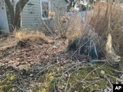 FILE - This March 18, 2024, image provided by Damiano shows leaves and plants covering a garden in Glen Head, New York. (Jessica Damiano via AP)