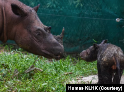 Induk bernama Rosa ini dikawinkan dengan pejantan bernama Andatu, dan melahirkan satu anak di Taman Nasional Way Kambas, Lampung. (Foto: Humas KLHK)