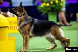 Mercedes, a German Shepherd from Bethesda, Maryland, competes in the Herding Group during the 148th Westminster Kennel Club Dog Show at the USTA Billie Jean King National Tennis Center in New York City, May 13, 2024.