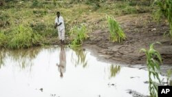 FILE - A man stands on his washed-away maize field in Chiradzulu, Malawi, on March 17, 2023, after Cyclone Freddy destroyed thousands of hectares of crops. Amid the resulting food shortage, Malawi this week banned imports of maize from Kenya and Tanzania over disease concerns.