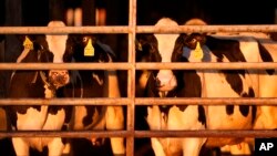 FILE - Dairy cows stand together at a farm in Clinton, Maine, April 1, 2024. A Michigan dairy farm worker has been diagnosed with bird flu — the second human case associated with an outbreak in U.S. dairy cows.