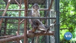 Ghanaian Environmental Advocates Seek Repeal of Mining Law