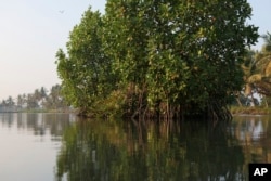 A patch of mangroves are visible in a water body opposite T. P. Murukesan's house on Vypin Island, in Kochi, Kerala state, India, on March 4, 2023.