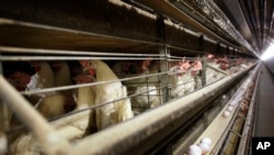 FILE - Chickens stand in their cages at a farm in Iowa, Nov. 16, 2009. Bird flu is typically fatal to chickens and turkeys within days of an infection, leading to immediate mass killings of birds.
