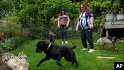 Avril Clark, left, and Lucy watch their dogs playing with chickens at their house in London, June 11, 2024. Avril Clark operates Distinction Support, an online network that helps people whose partners went through or are undergoing a gender transition.