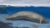 Ancient Whale May Be Heaviest Animal Ever Found