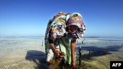 Mkazi wa Zanzibar Adelisi akiwa katika shamba la mwani. Picha na AFP 