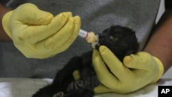 FILE - A veterinarian feeds a young howler monkey rescued amid extremely high temperatures in Tecolutilla, Tabasco state, Mexico, May 21, 2024. 
