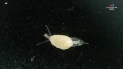 Կանարյան կղզիների շրջակայքում հայտնաբերվել են ծովային կենդանիների տասնյակ նոր տեսակներ