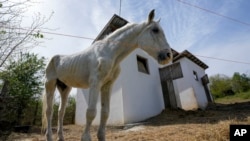 A horse stands in the Old Hill, sanctuary for horses in the town of Lapovo, in central Serbia, April 3, 2024.