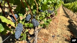 Pinot noir grapes grow at Oregon State University's vineyard near Alpine, Ore., Sept. 8, 2023.