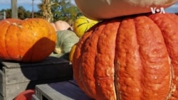 Nature | Pumpkin Patch
