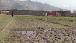 سیلاب او طوفان مو ټول فصلونه یووړل – د ننګرهار کروندګر