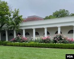 وائٹ ہاؤس کے روز گارڈن کا ایک منظر