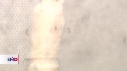 Guatemala, el país con más contagios de dengue en Centroamérica 