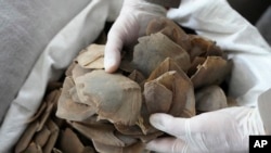 Thai officers display seized pangolin scales during a news conference at the Natural Resources and Environmental Crime Division in Bangkok, Thailand, Aug. 17, 2023.