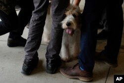 People pet a dog at the 148th Westminster Kennel Club Dog Show, May 13, 2024, at the USTA Billie Jean King National Tennis Center in New York.