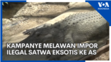 Kampanye Melawan Impor Ilegal Satwa Eksotis ke AS