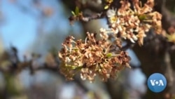 How Climate Change Is Tormenting Fruit Growers 