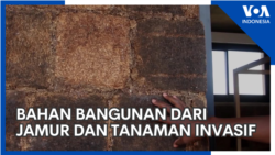 Mengubah Jamur dan Tanaman Invasif Jadi Bahan Bangunan