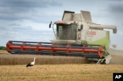 FILE - A stork walks in front of a harvester in a wheat field in the village of Zghurivka, Ukraine, Aug. 9, 2022. Countries are trying to protect their food supplies as the war in Ukraine, the threat of El Nino and damage from climate change take a toll.