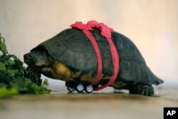 An injured turtle chews on leaves at the Attica Zoological Park in Spata suburb, eastern Athens, Aug. 4, 2023.