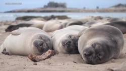 Elephant Seals Get By On Two Hours Sleep, Underwater 