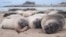 Elephant Seals Get By On Two Hours Sleep, Underwater 
