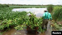 FILE - A municipal worker clears off hyacinth weed at the Grootvaly Blesbokspruit wetland reserve, near Springs, in the east of Johannesburg, in South Africa, Feb. 15, 2023.