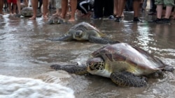Cambio climático acelera disminución de plantas y animales en la Tierra
