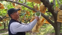 Ahead of Vote, Taiwan Fruit Farmers Caught in Cross-Strait Tensions