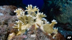 Bleached coral is visible during a scuba dive at the Flower Garden Banks National Marine Sanctuary in the Gulf of Mexico, Sept. 17, 2023.