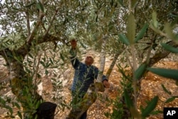 Abdallah Quteish, a retired school principal, checks his olive orchard in the southern village of Houla, near the border with Israel, Lebanon, Nov. 25, 2023.