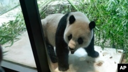 Giant panda Xiao Qi Ji roams in his enclosure at the Smithsonian's National Zoo in Washington, Sept. 28, 2023.