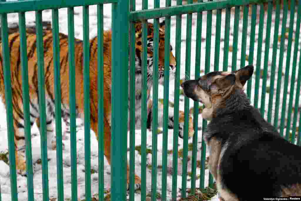 La tigresa herida, Tihrulia, saluda a Tara, la perra de Popova.